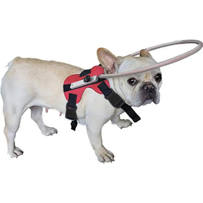 Blind Dog Harness Guiding