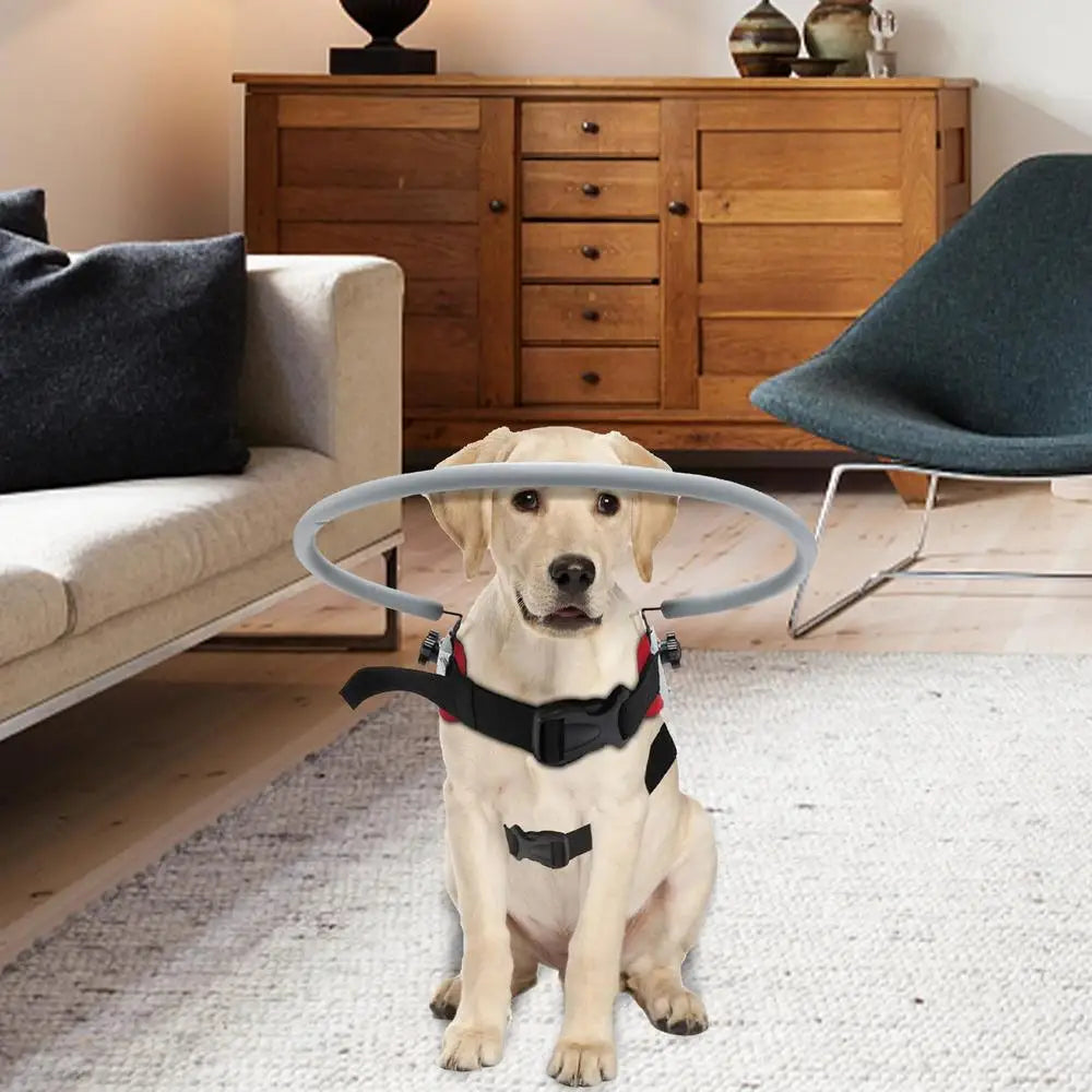 Blind Dog Harness Guiding