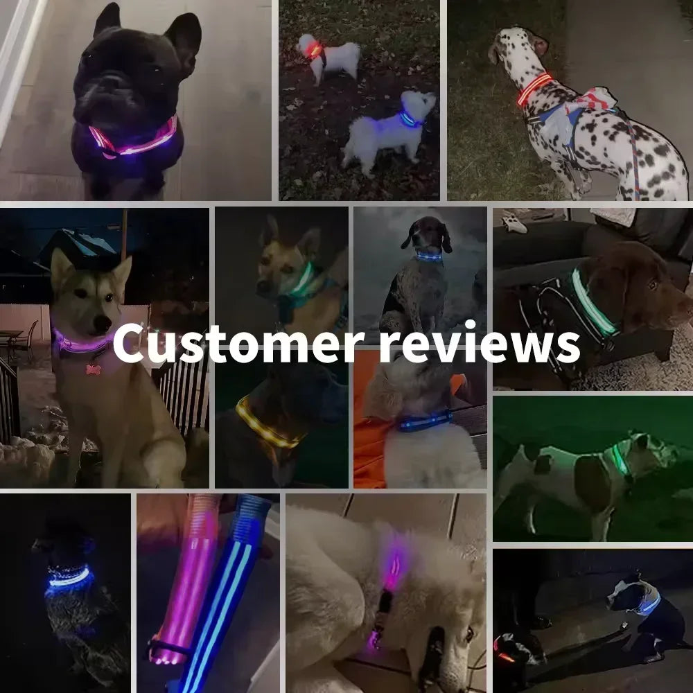 LED Dog Collar