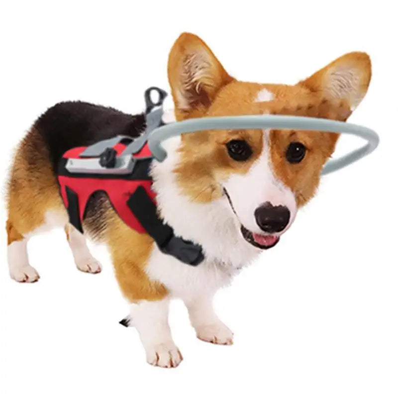 Blind Dog Harness Guiding