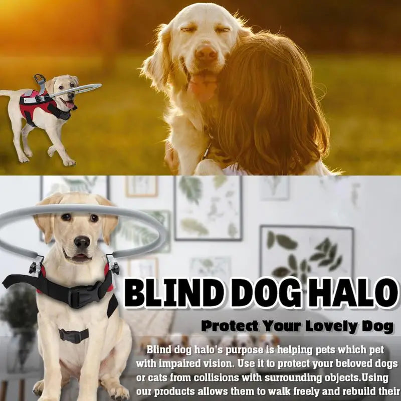 Blind Dog Harness Guiding